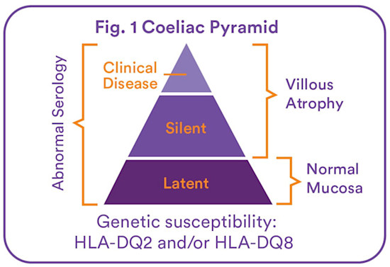 fig 1. coeliac pyramid October 2019