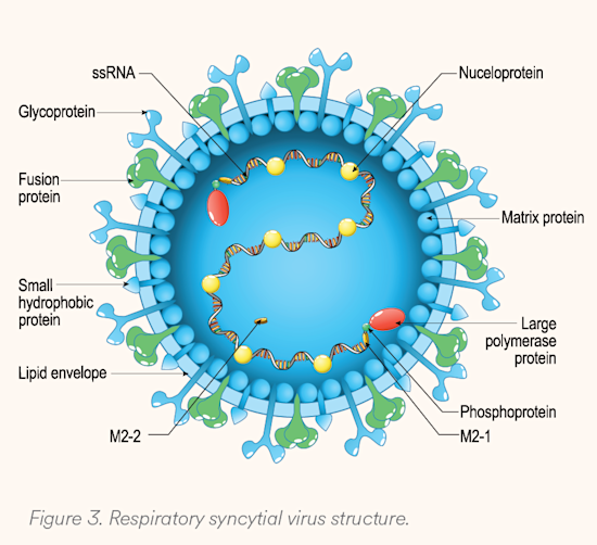 Figure 3 RSV structure June 2025