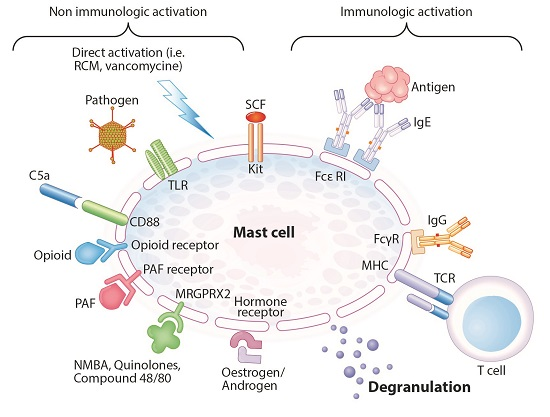 Immunologically and non-immunologically induced mast cell degranulation - Allergy - September 2021